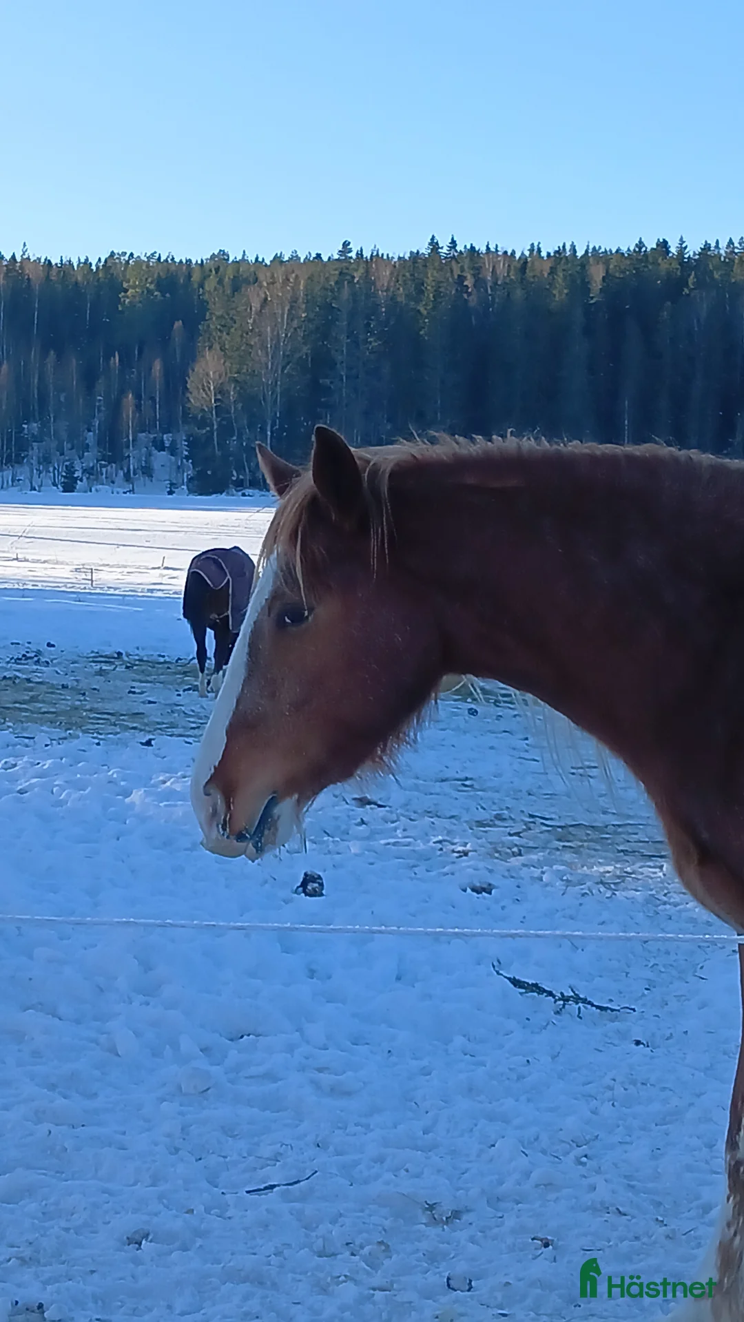 Allround hästar till salu: Häftig swb-tinkerkorsning - Annons 6