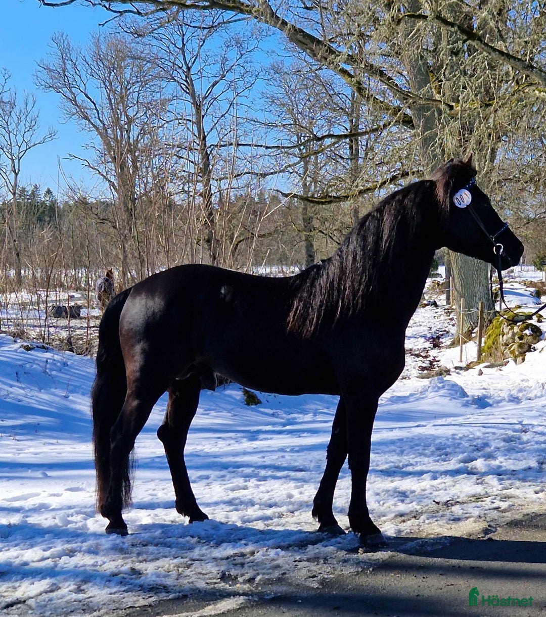 Allround hästar till salu: Läcker Morganhäst! i Sätila - Bild 5