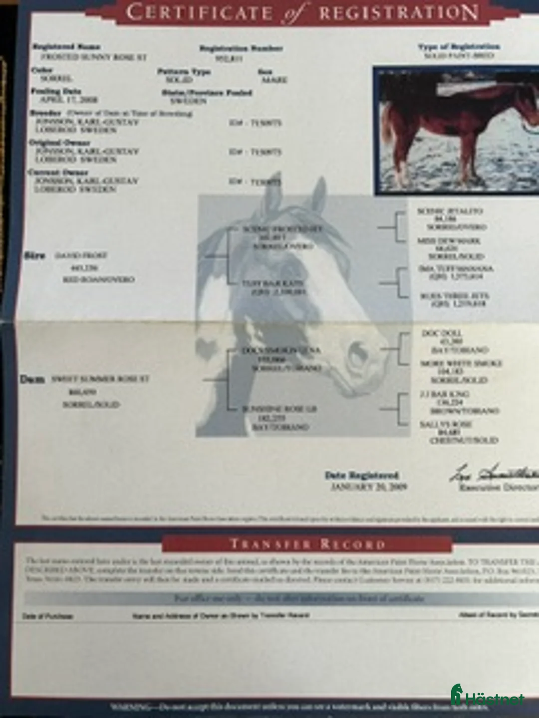 Western hästar till salu: Sunny - Annons 2