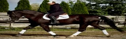 Allround hästar till salu: Hajli–Lovely Silesian Mare|169cm|Dressage&Allround - Annons 11