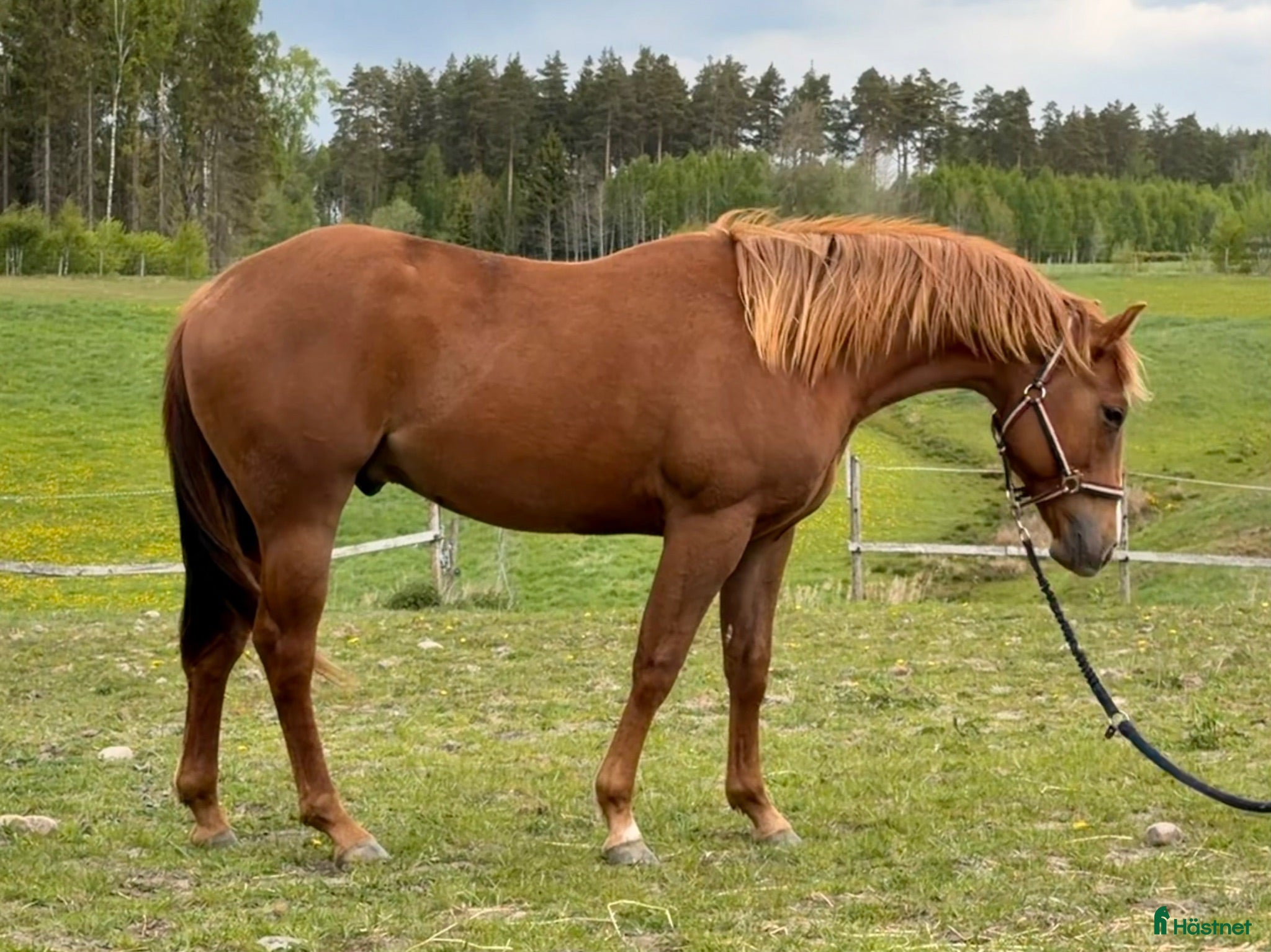  hästar Quarter 2024 - Annons 2