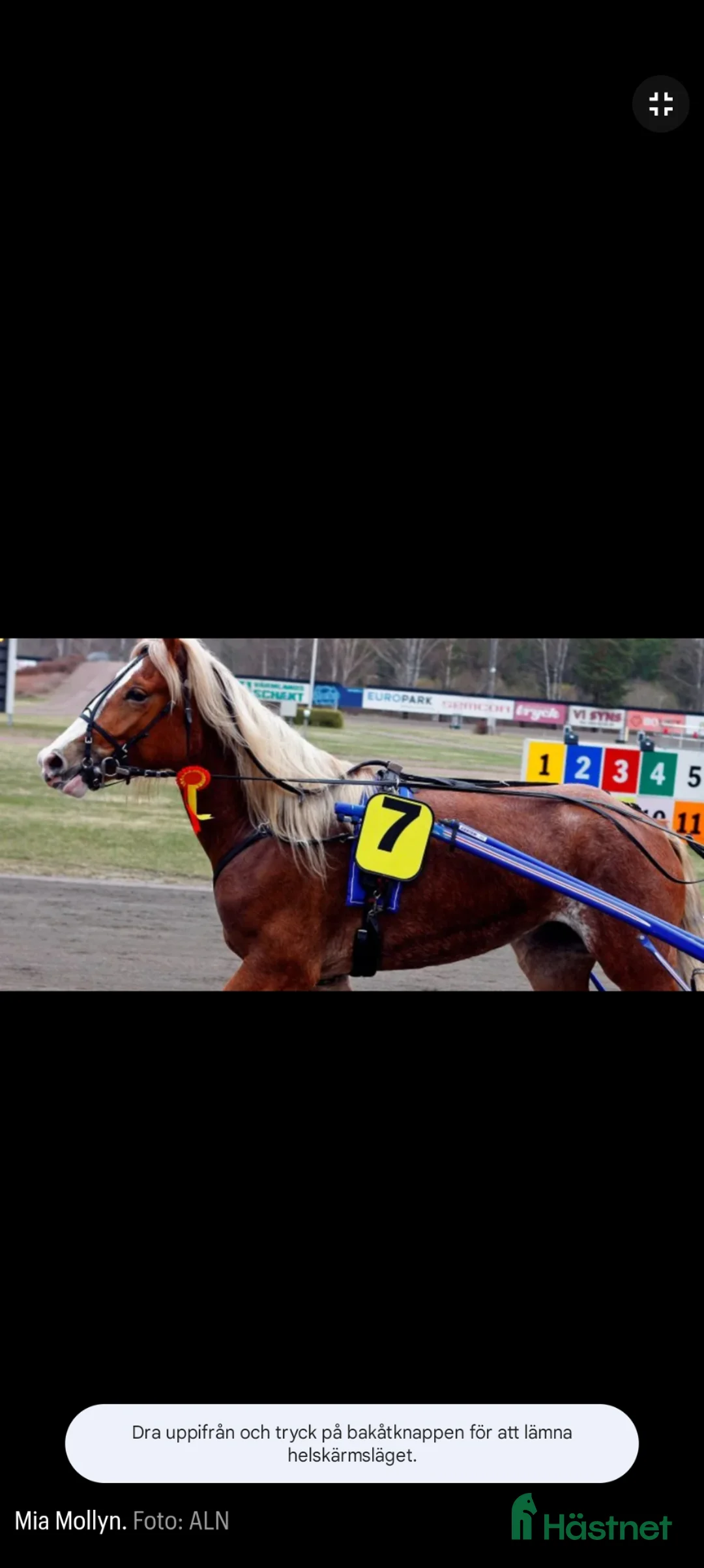 Avelshästar hästar till salu: Mkt vackert sto - Annons 13