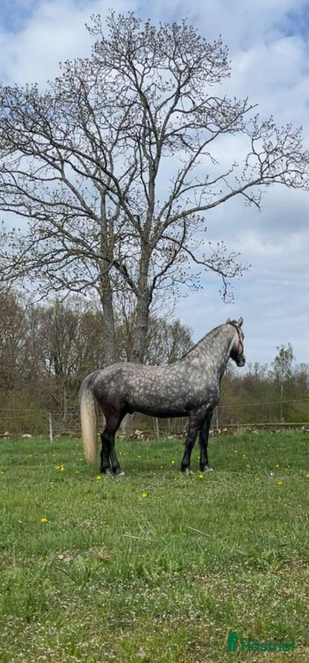 Allround hästar till salu: #RESERVERAD# Perfekt familjehäst till salu i Kristianstad - Annons 2