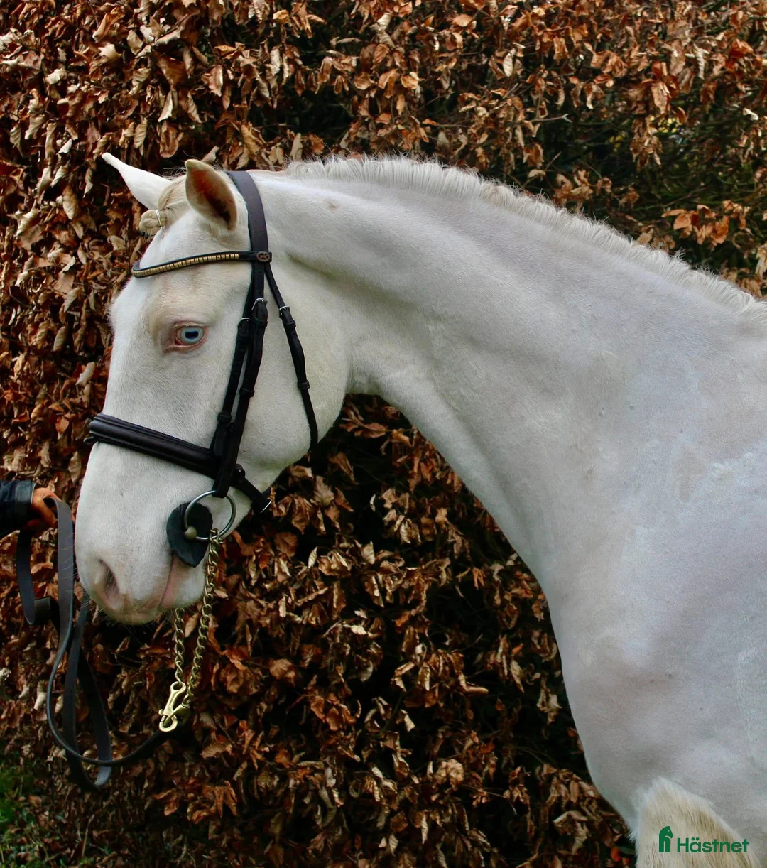 Allround hästar till salu: Selection of Irish ponies - Annons 22