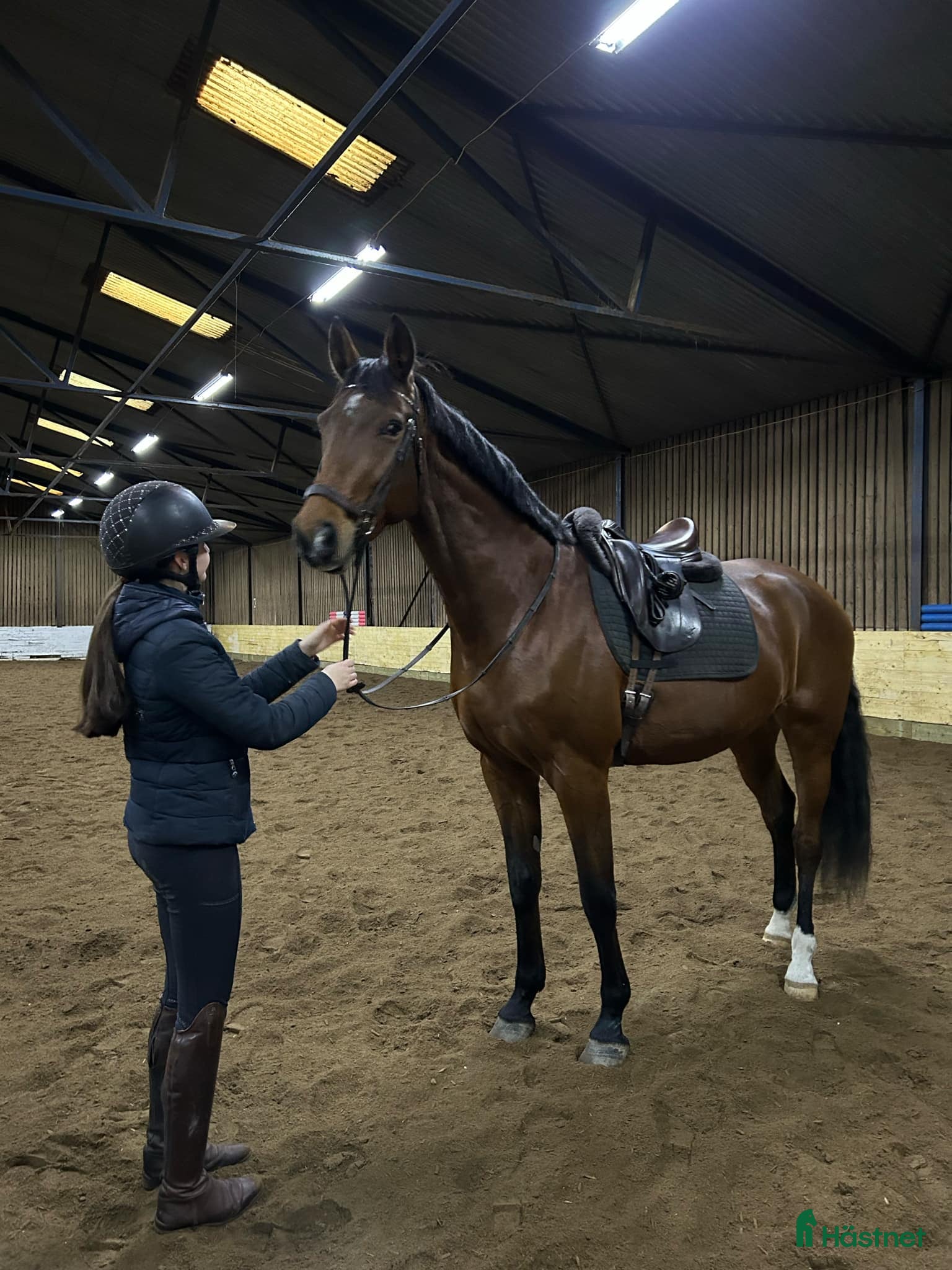  hästar Kvalitetssto🌟 - Annons 1