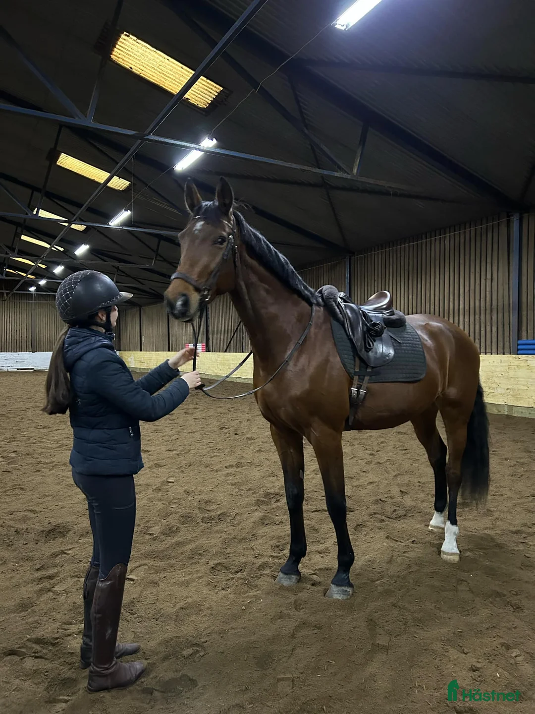 Allround hästar till salu: Kvalitetssto🌟 - Annons 1