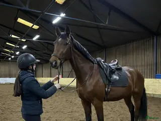 hästar Kvalitetssto🌟 - Annons 1