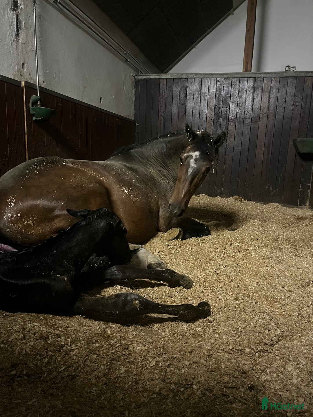 Avelshästar hästar till salu: Top avlshoppe sælges, hophest - Annons 29