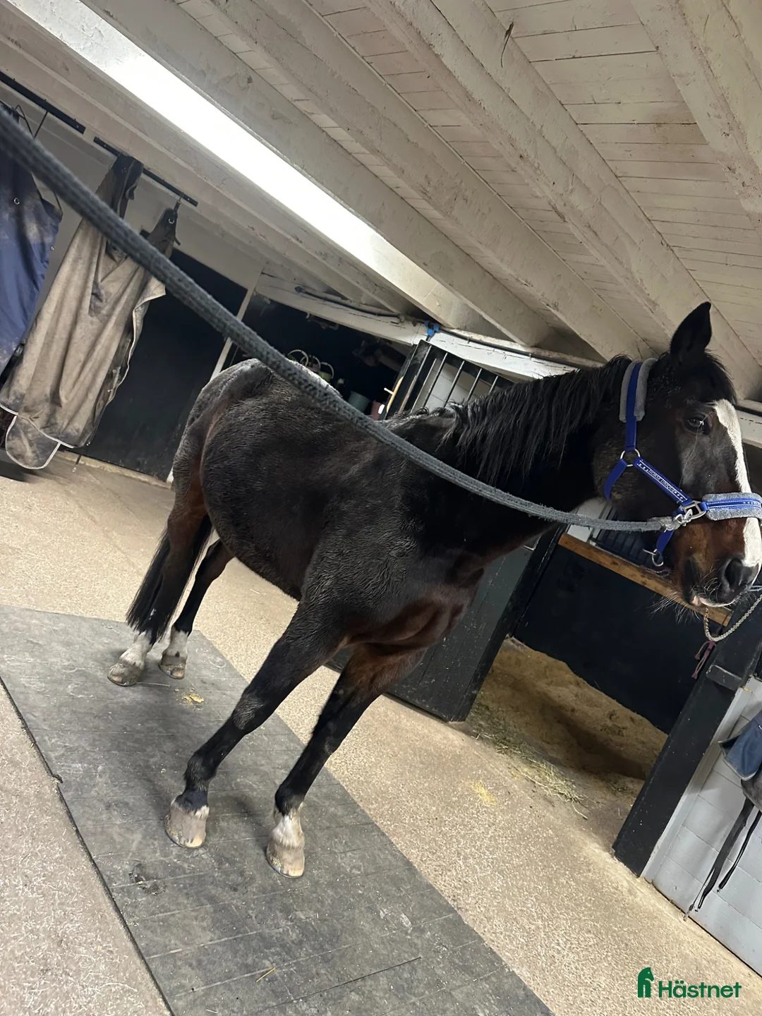 Sällskap hästar till salu: Ture söker nytt hem - Annons 2