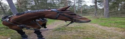 Avelshästar hästar till salu: Fint avelsto E Lancado UE: Cornet Obolensky - Annons 3