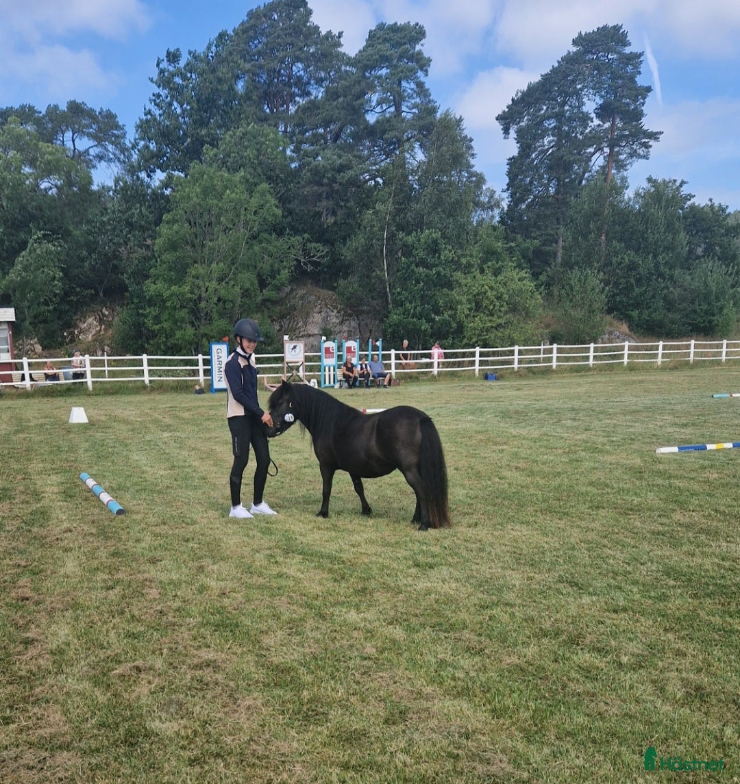 Allround hästar till salu: Snällaste barnponnyn i Brålanda - Annons 4