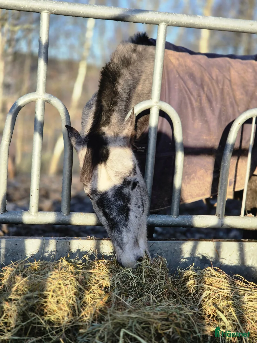 Allround hästar till salu: Sto med stor personlighet - Annons 4