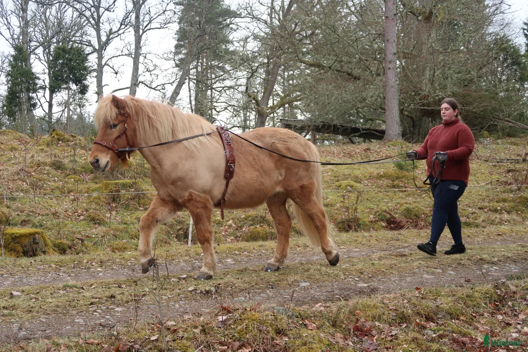 Övrigt hästar sökes: Söker stor islandshäst(ev annan ras)  - Annons 4