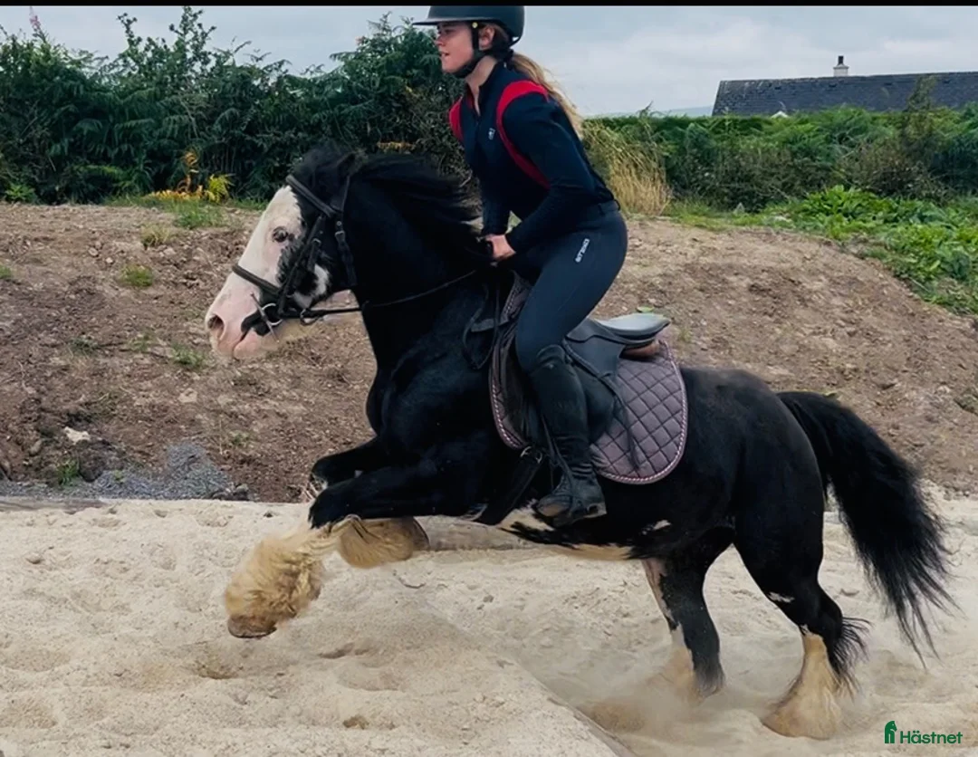 Allround hästar till salu: Cute Irish cob mare - Annons 2