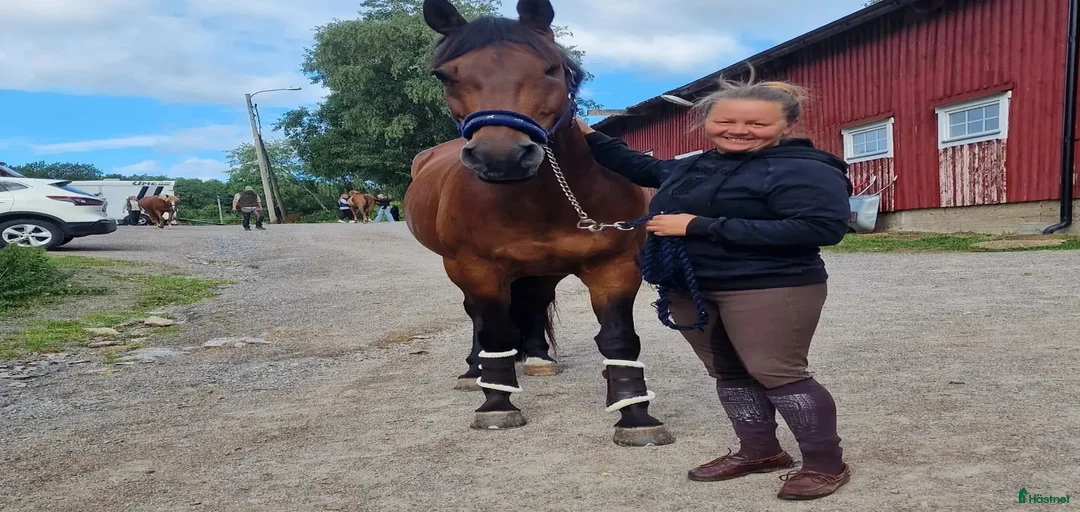 Galleribild {{count}}