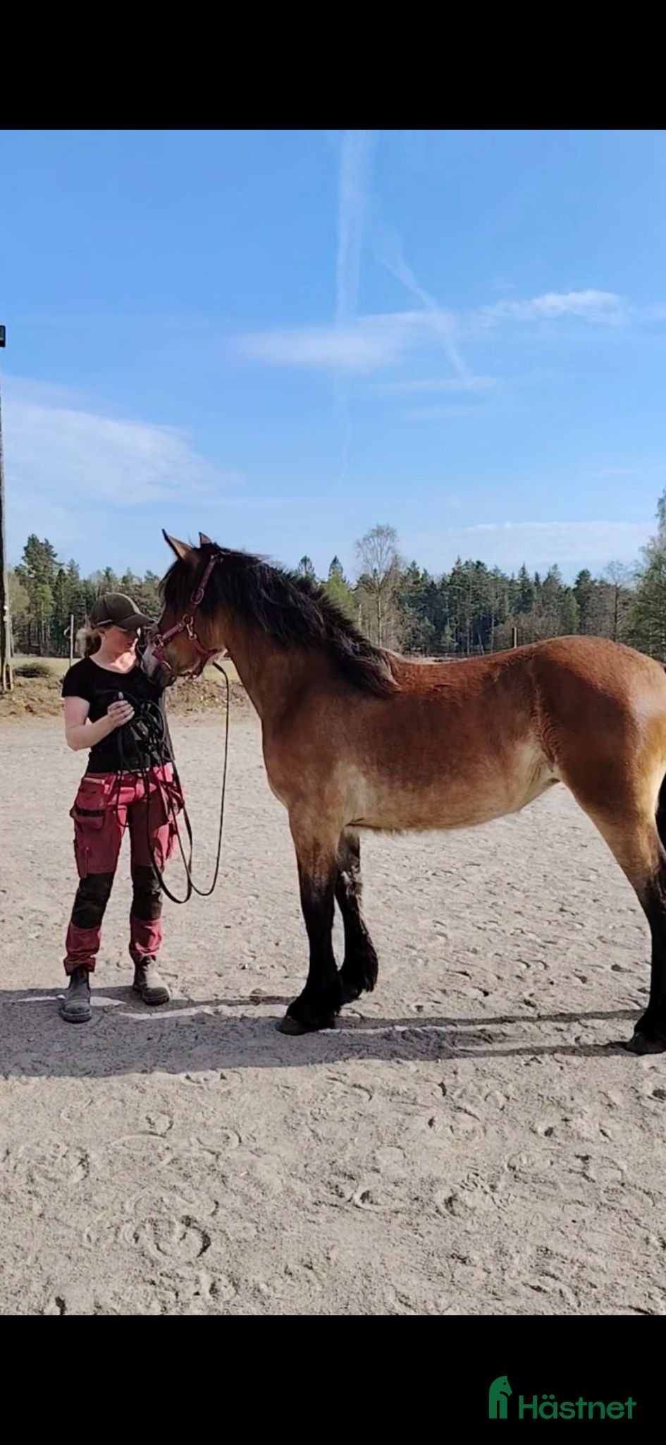  hästar Välhanterad 1 åring  - Annons 2