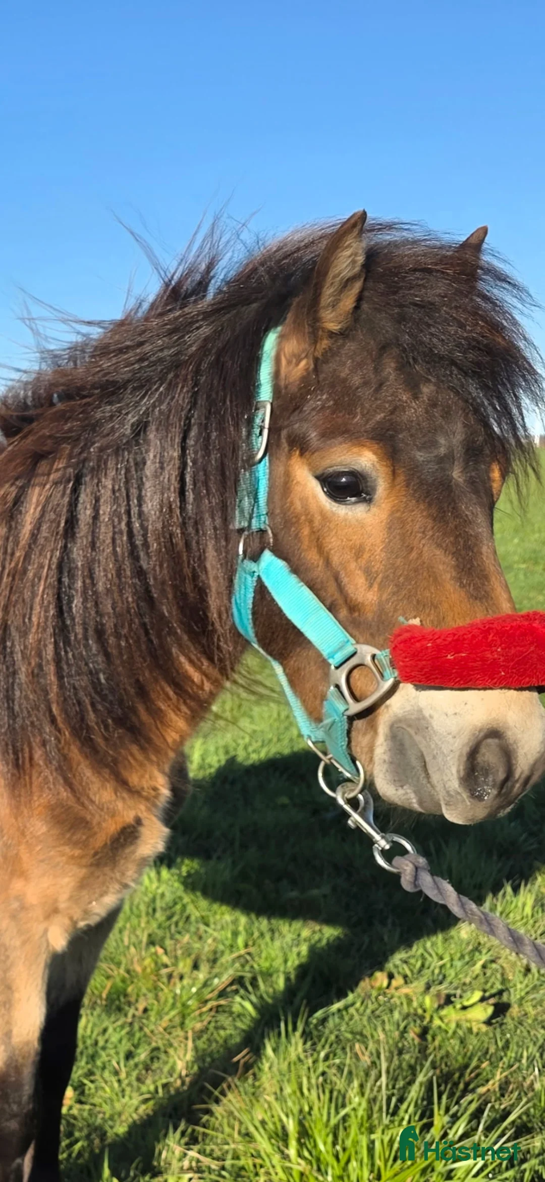 Allround hästar till salu: Russ hingst 2 år.Billig transport  - Annons 2