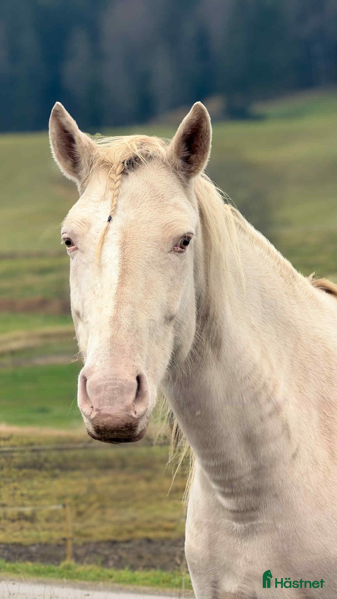 Working Equitation hästar till salu: En riktigt trevlig ponny  i Färgelanda - Annons 7