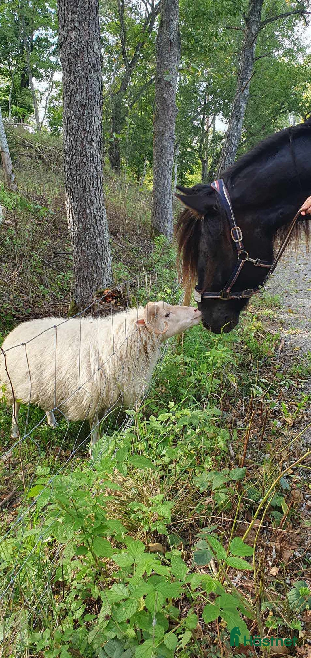  medryttarhäst sökes: Söker dig som gillar pyssel och mys i stallet i Grödinge - Annons 6