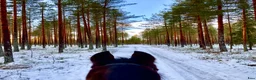 Allround hästar sökes: Ridhäst sökes  i Rättvik - Annons 2