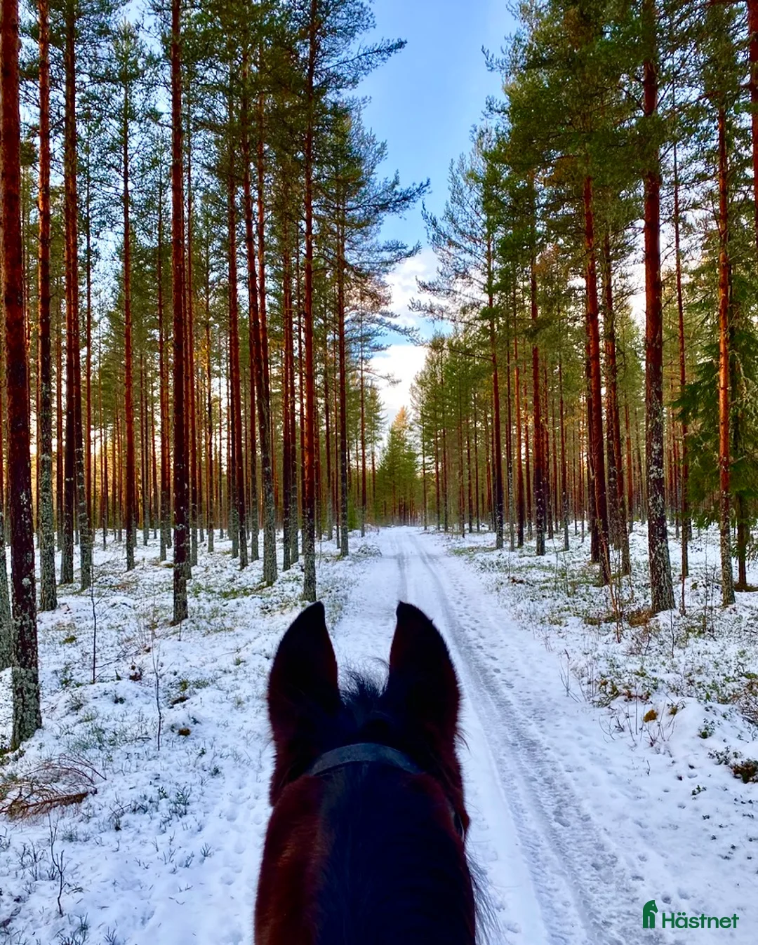Allround hästar sökes: Ridhäst sökes  i Rättvik - Annons 2