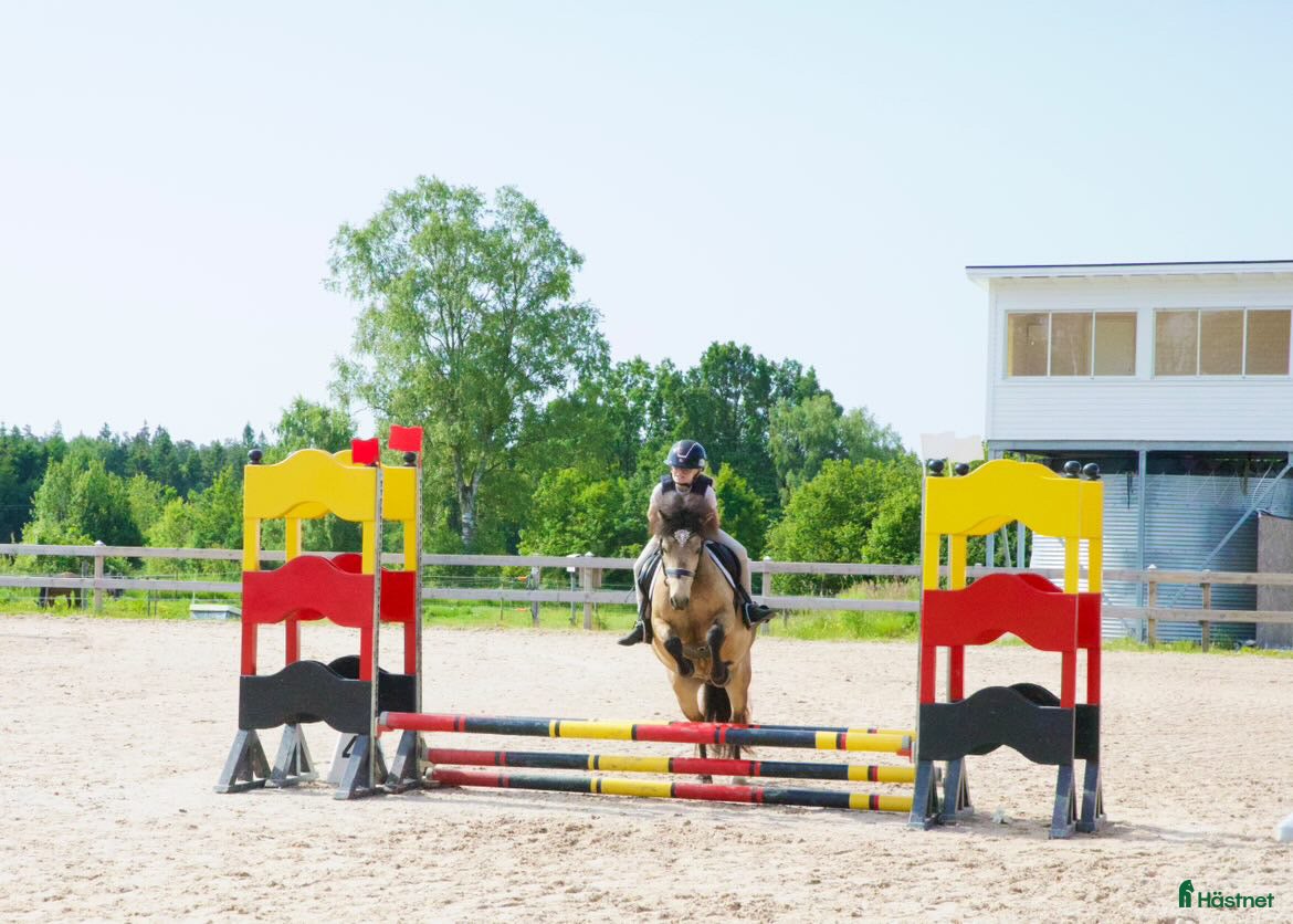  hästar Pigg valack Russ/Welsh i Ljungby - Annons 6