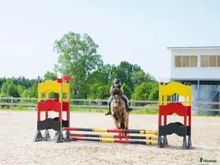 hästar Pigg valack Russ/Welsh i Ljungby - Annons 6