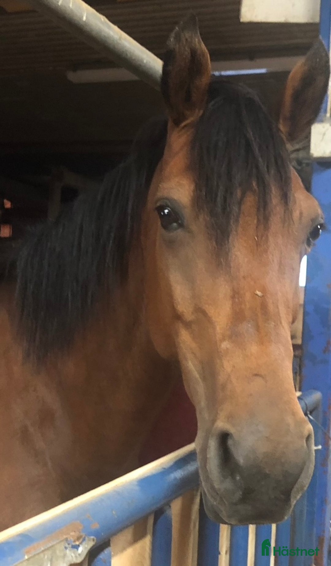 Allround hästar till salu: Ridhäst/avelssto top möderne i Mellerud - Annons 3