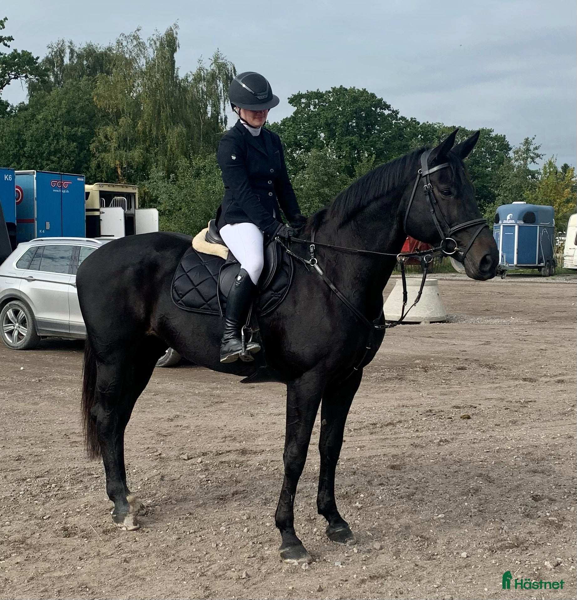  hästar Beautiful mare, born in 2012 - Annons 8