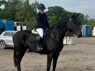 hästar Beautiful mare, born in 2012 - Annons 16