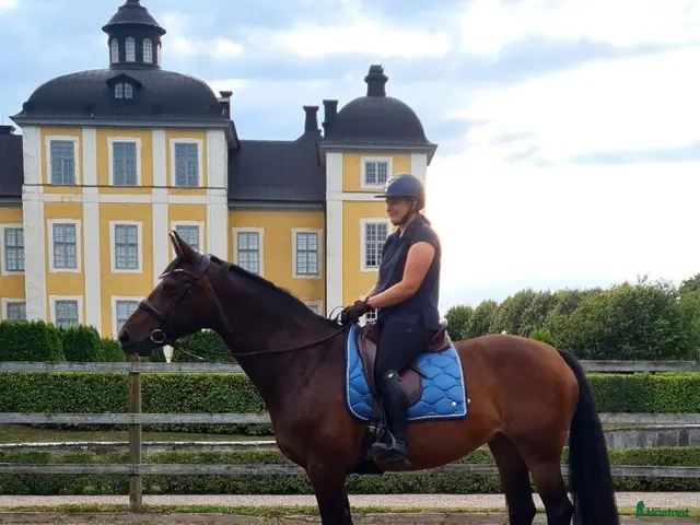 hästar till salu: Trevlig läromästare - Annons 13