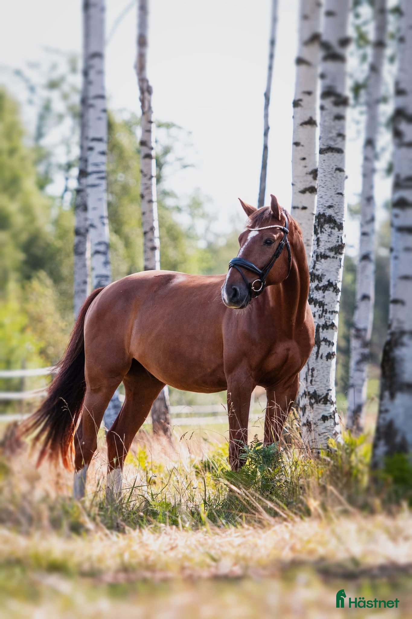 Dressyr hästar till salu: Lyxig hobbyhäst  - Annons 1