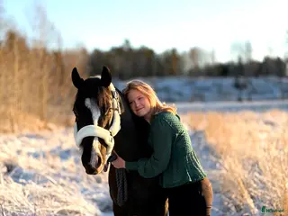 hästar Drömponny med stor framtid - Annons 17