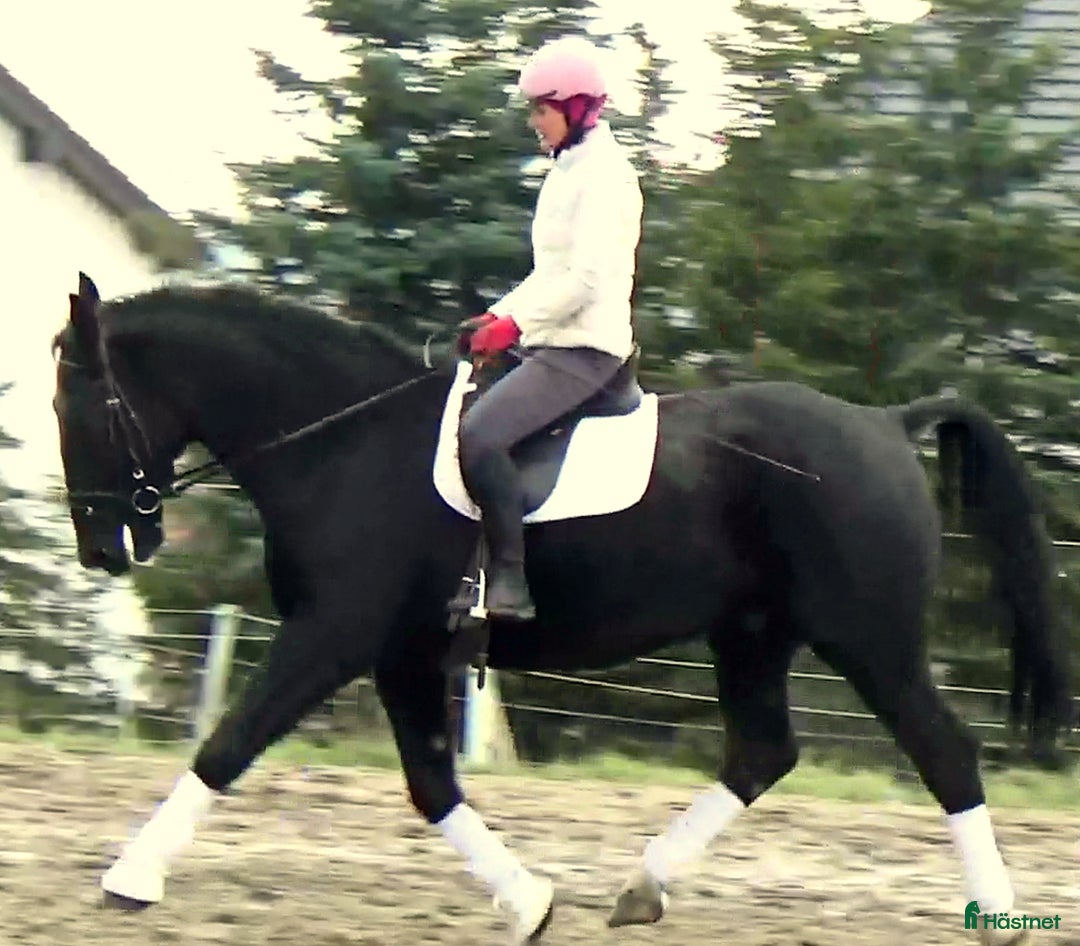 Allround hästar till salu: Fantastic Silesian horse for Christmas time i Örsundsbro - Annons 7