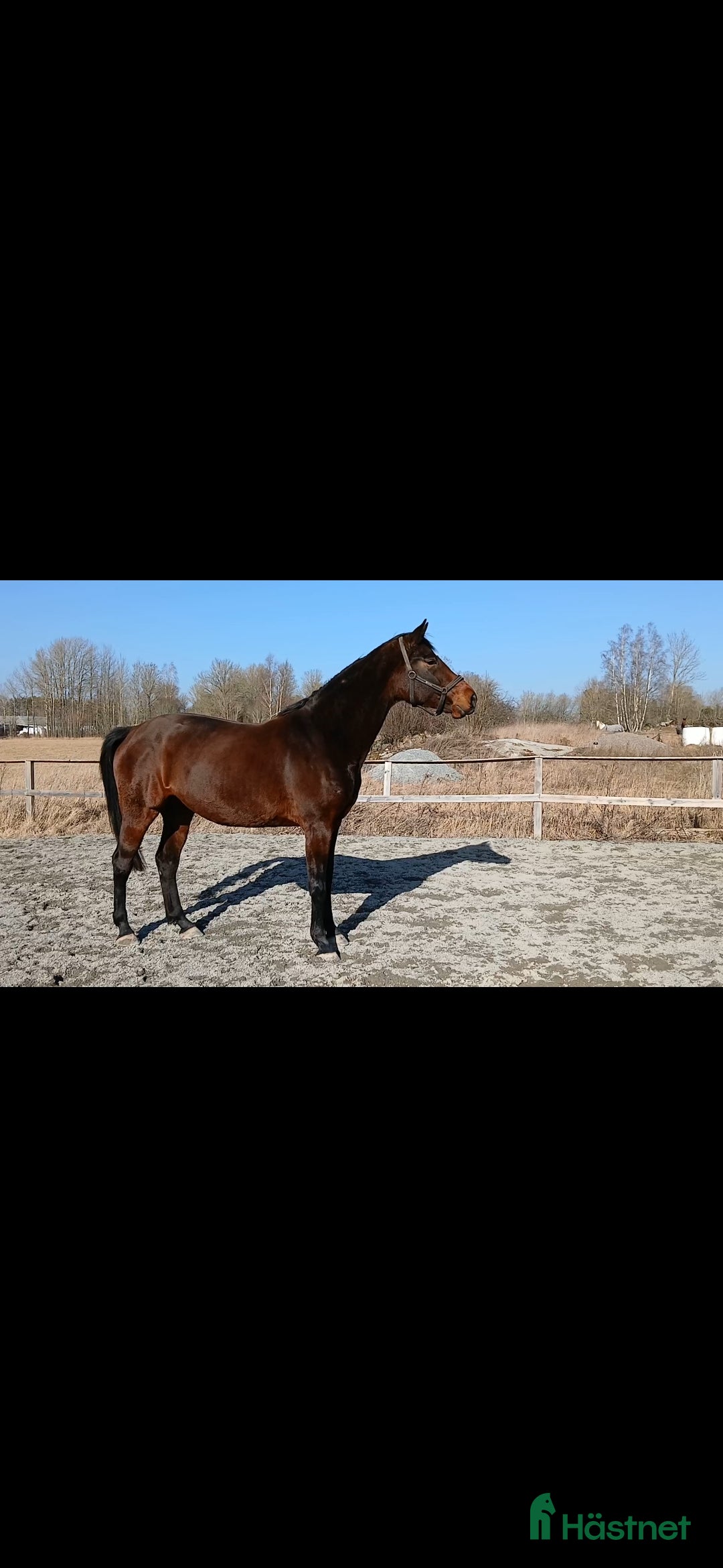  hästar Snällt sto till ridning eller avel.  i Lillkyrka - Annons 2