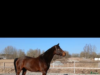 hästar Snällt sto till ridning eller avel. i Lillkyrka - Annons 8