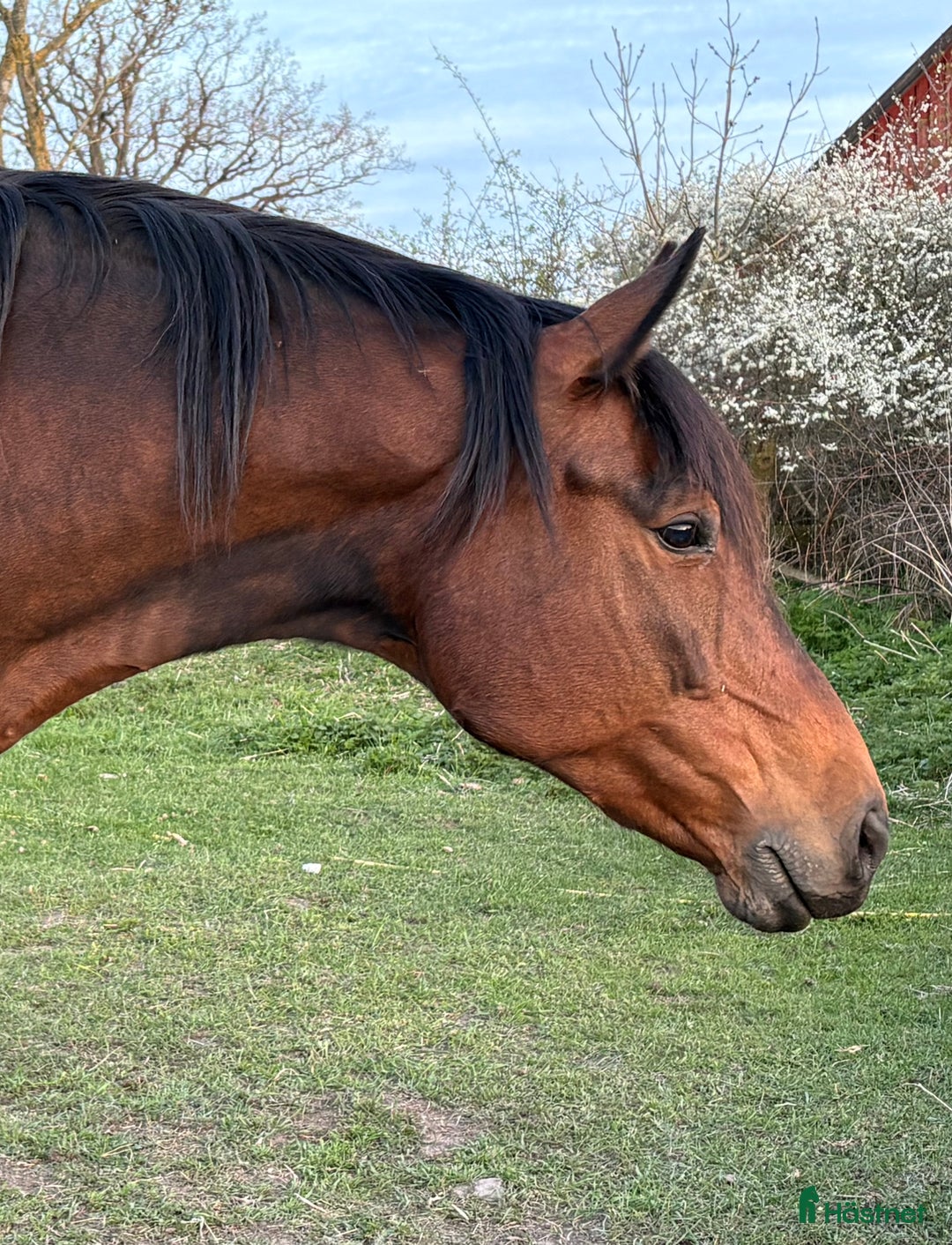 Avelshästar hästar till salu: BOKAD: Avelssto dräktig m Hesselhøj Double Up i Kalmar - Annons 4