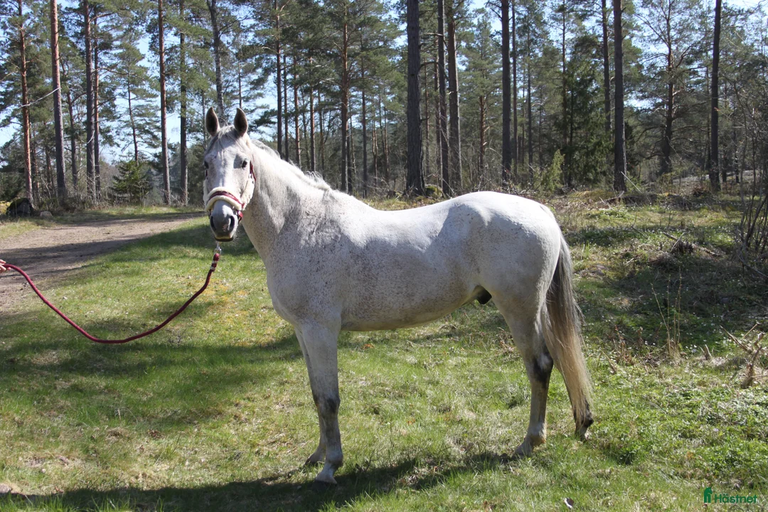 Allround hästar till salu: Världens snällaste kille söker nytt hem! - Annons 5