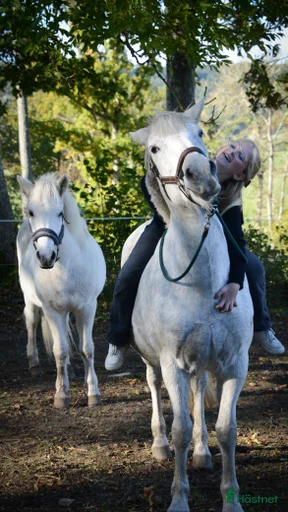 Galleribild {{count}}