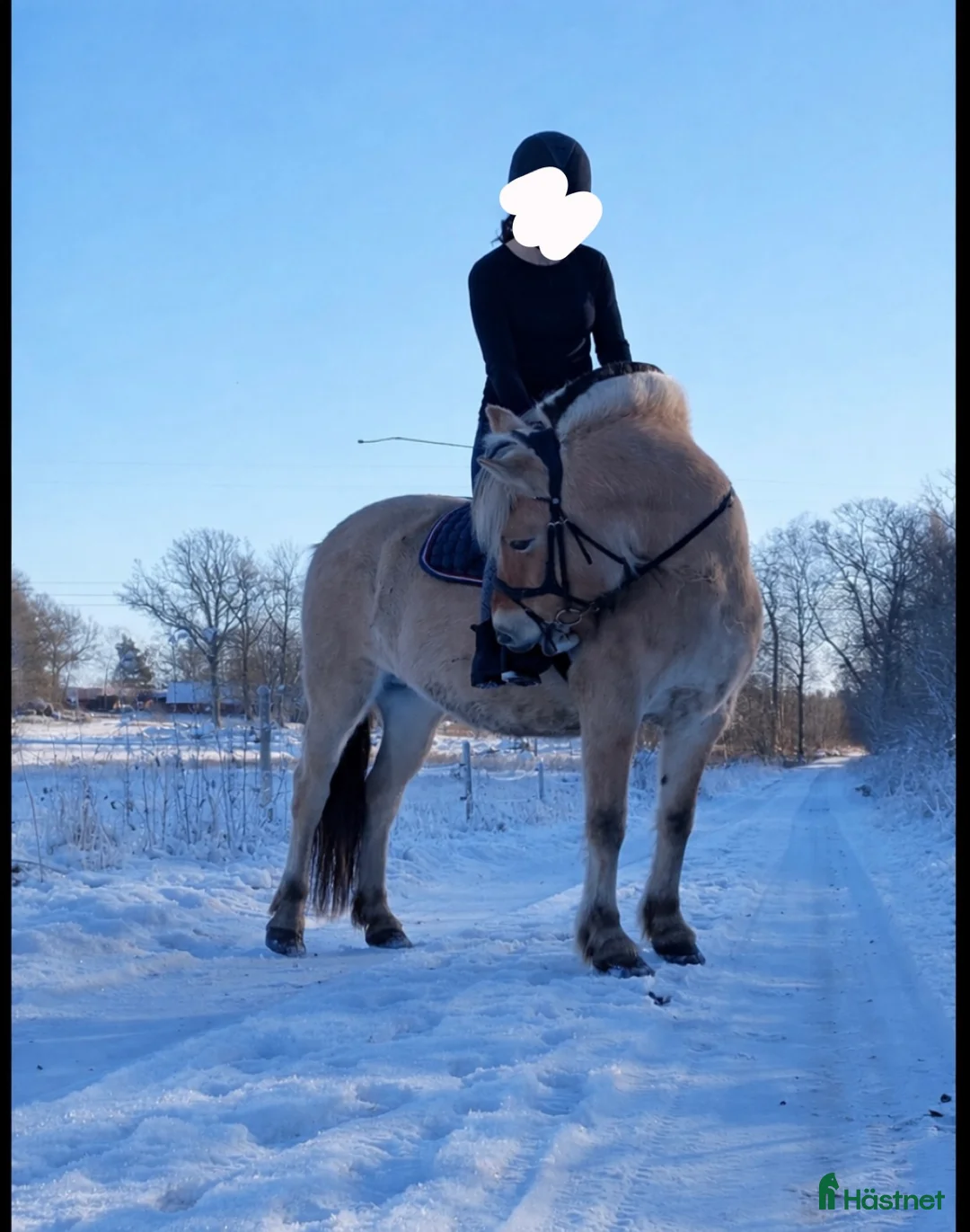 Allround hästar till salu: Häst med ett hjärta av guld - Annons 1