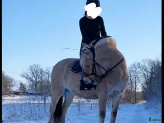 Allround hästar till salu: Häst med ett hjärta av guld - Annons 1