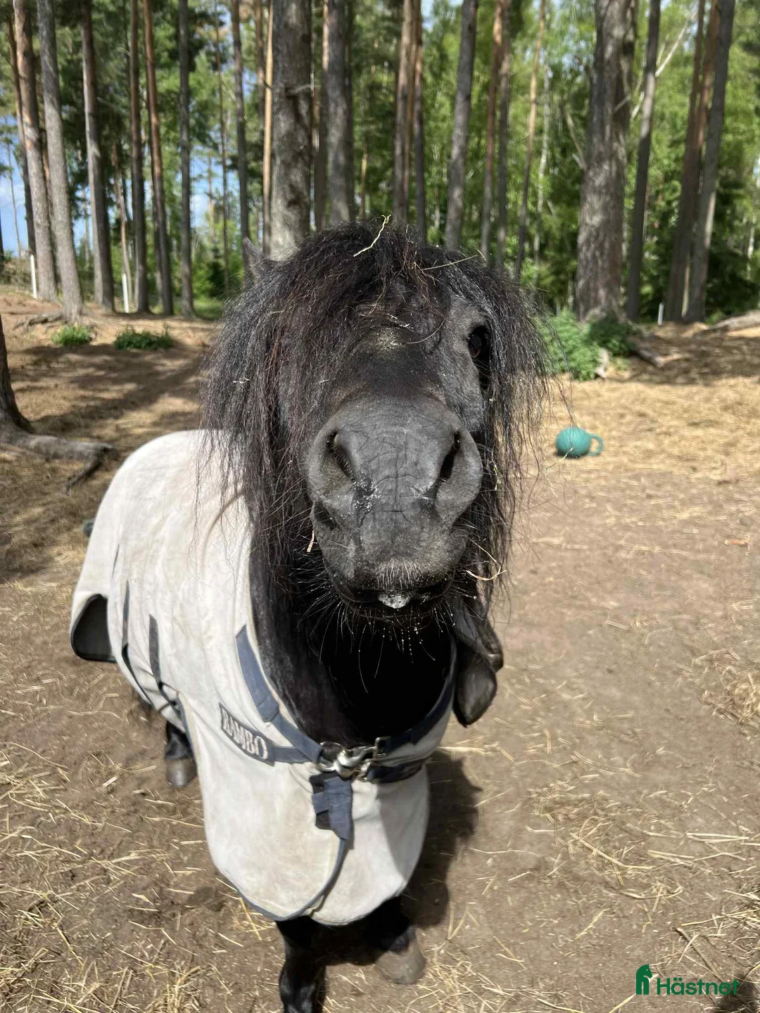 Övrigt hästar till salu: Underbar shettis  - Annons 3