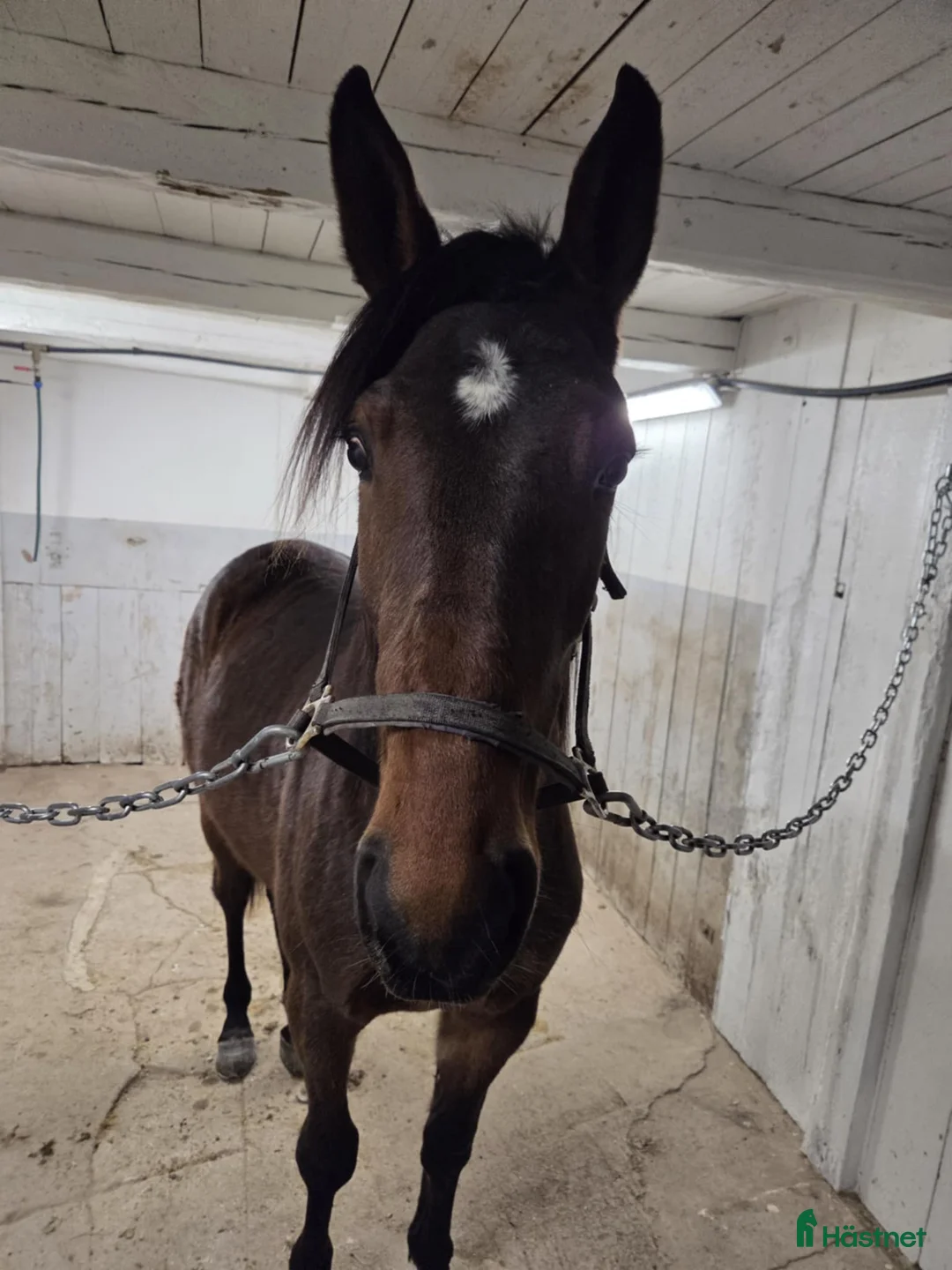 Trav hästar till salu: Honey Nou 2 år - Annons 2