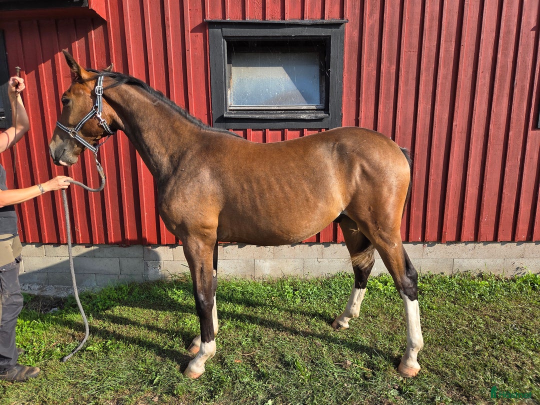 Hoppning hästar till salu: Fetch Amor e: Fetcher N (SWB) 1134 i Köpingsvik - Annons 1