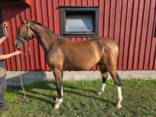 Hoppning hästar till salu: Fetch Amor e: Fetcher N (SWB) 1134 i Köpingsvik - Annons 2