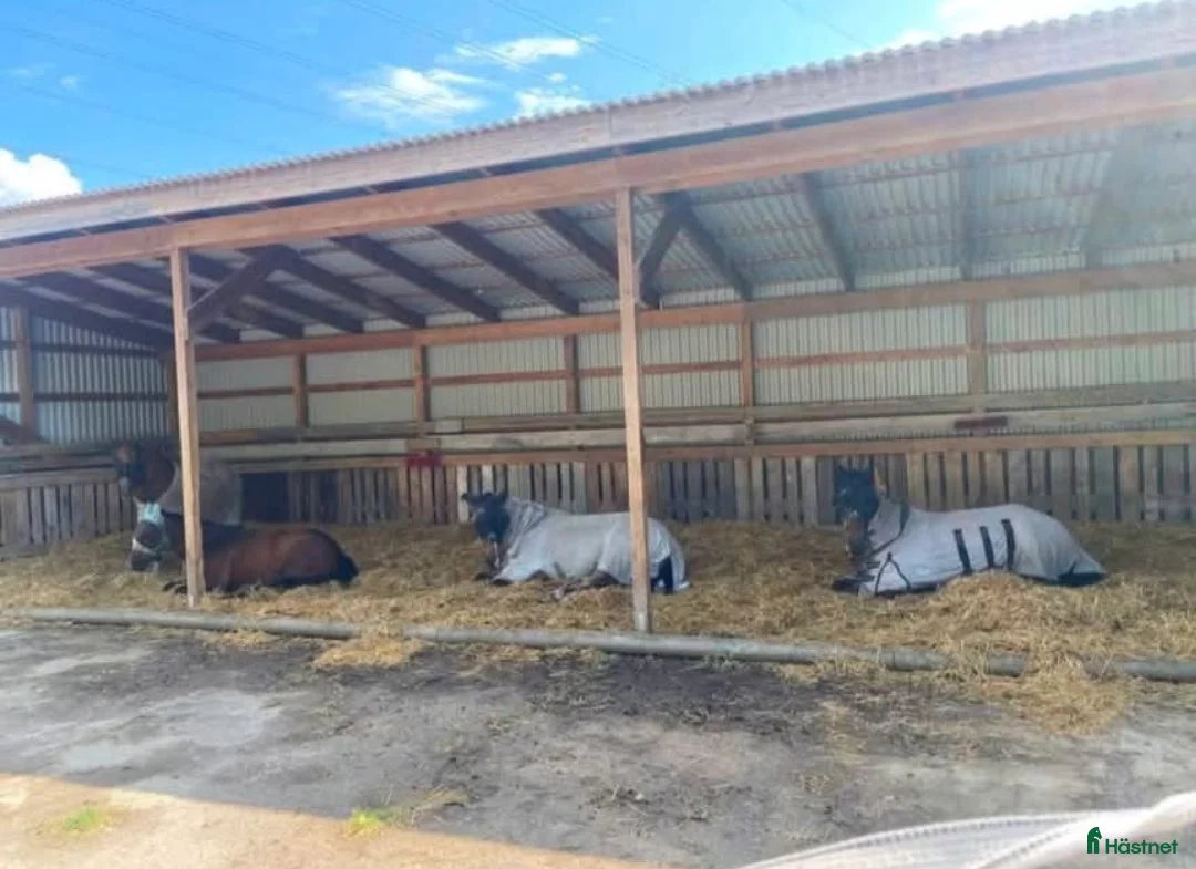  stallplats finnes: Plats på lösdrift  i Munsö - Annons 1