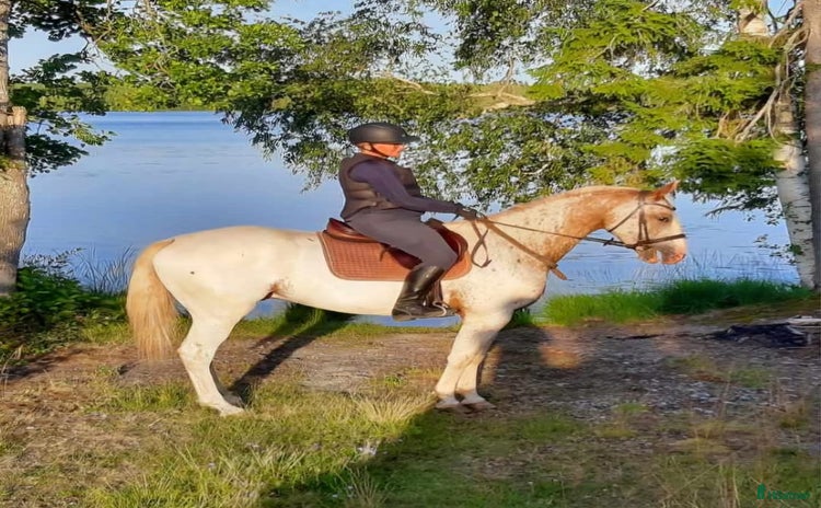  hästar i Åseda - Annons 7