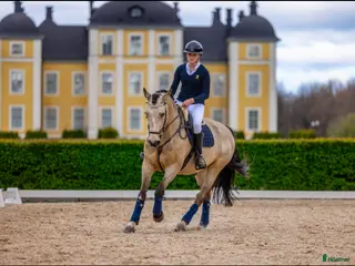 hästar Häst sökes! - Annons 2