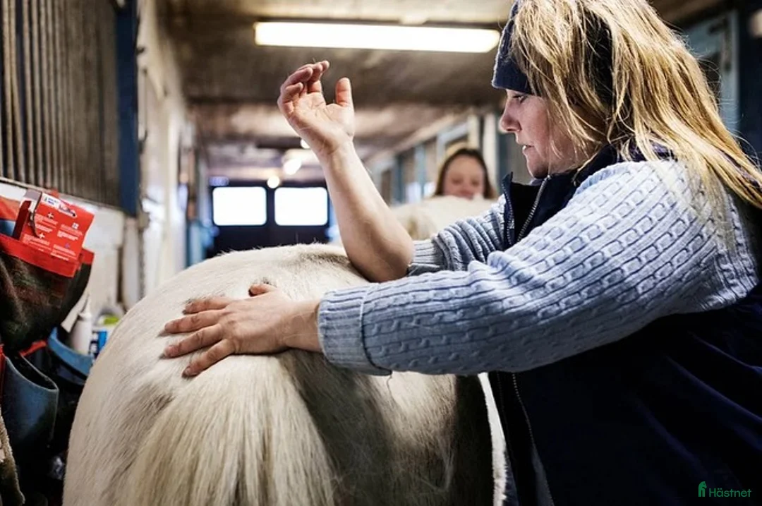  hästjobb finnes: RABATT Yrkesutbildning hästmassör/Friskvårdare - Annons 2