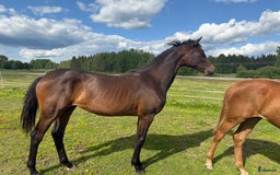 Dressyr hästar till salu: 1års ston i Åsele - Bild 2